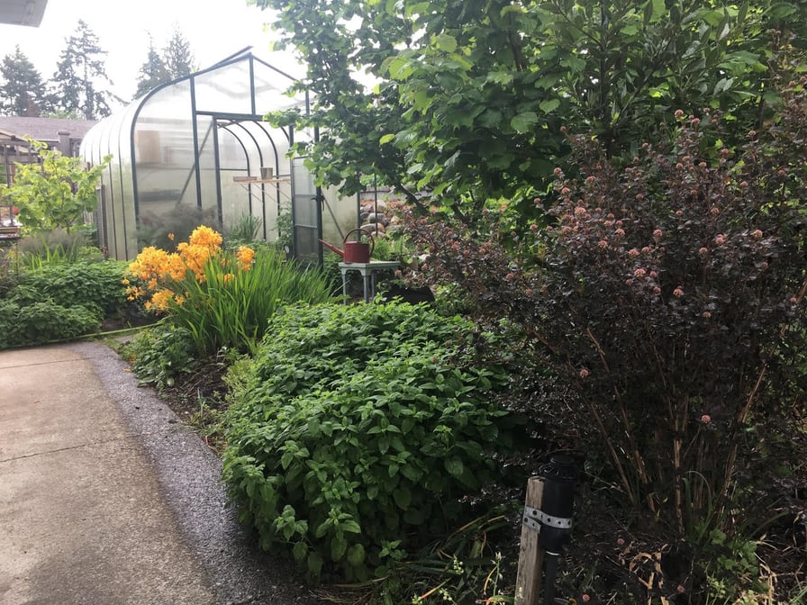 Where To Place Your Leanto Greenhouse Locations and Considerations